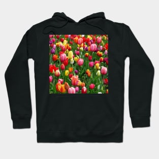 Red purple and yellow tulip fields Hoodie